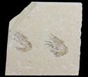 Two Cretaceous Fossil Shrimp - Lebanon #69993-1